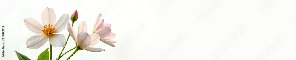 Fototapeta premium Delicate flower petal isolated on white background, greenery, bloom