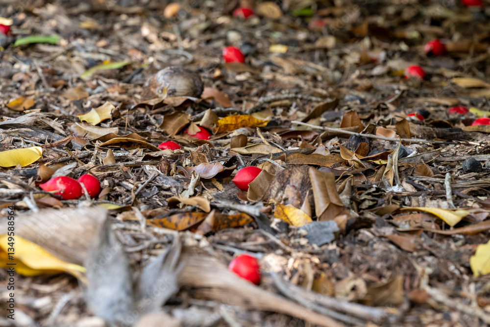 Colorful red fruits scattered among autumn leaves on the forest floor in a tranquil setting Colorful red fruits scattered among autumn leaves on the forest floor in a tranquil setting