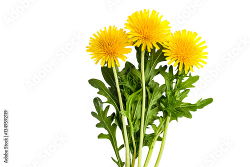 Fresh dandelion flowers on black background, cut out transparent © Maestro