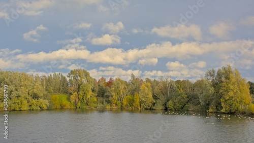 Pool with autumn trees and flock of geese in the flemish countryside.