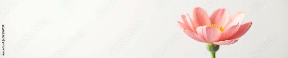 Fototapeta premium Single flower in focus against a plain white backdrop, clarity, backdrop