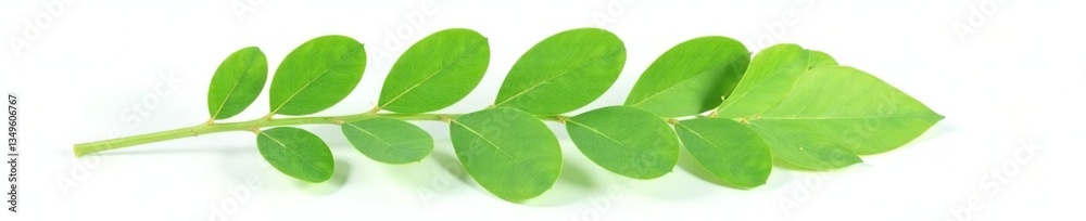 Fototapeta premium Single eucalyptus leaf isolated on white background, green leaf, eucalyptus, green