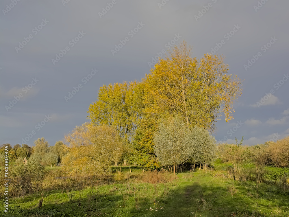 Obraz premium Autumn allandscape with field with trees and shrubs on a sunny autumn day in Oude Kalevallei nature reserve, Vinderhoute, Flanders, Belgium
