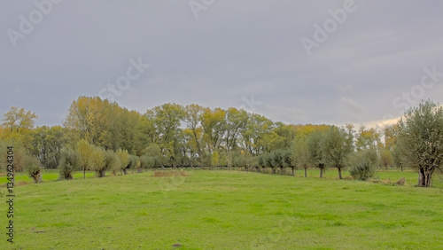 Meadow and colorful willow and poplar trees in Oude Kalevallei nature reserve, Vinderhoute, Flanders, Belgium  photo