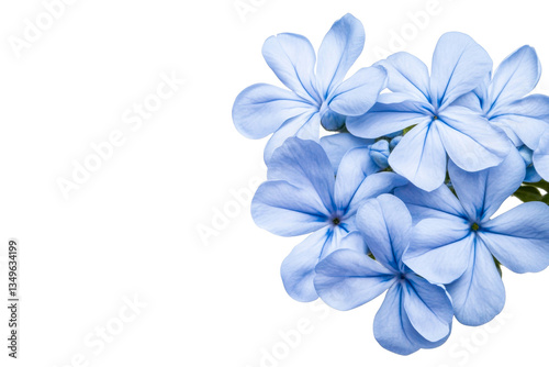 Blue plumbago flowers with petals, blossoms, delicate, isolated, cut out transparent