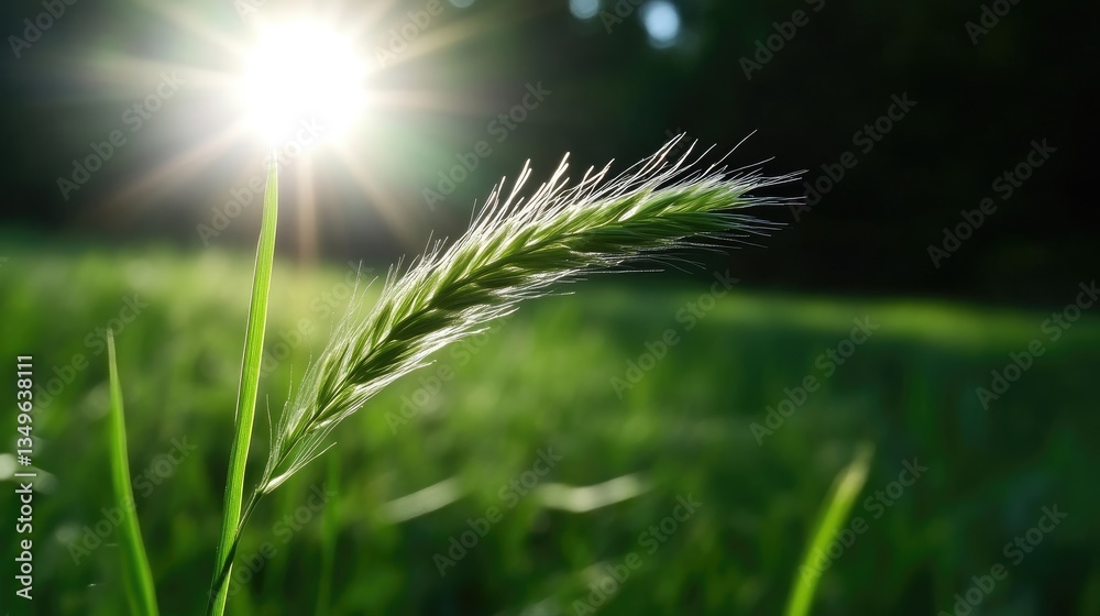 Close-up of a blade of grass bathed in sunlight Close-up of a blade of grass bathed in sunlight