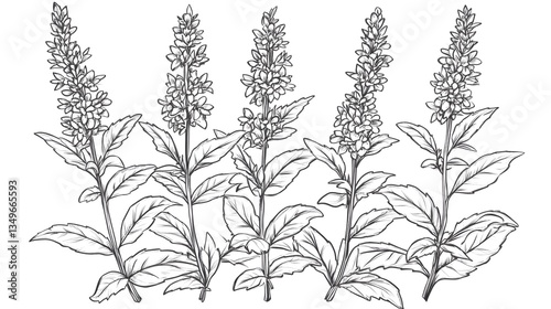 Wallpaper Mural Detailed hand-drawn blooming herb illustration for botanical designs and herbal concepts Torontodigital.ca