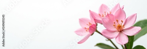 Delicate flower blooms on crisp white background, white, bloom