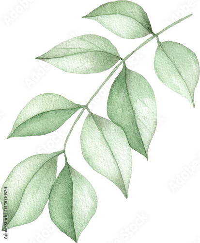 Watercolor Jasmine Branch with Green Leaves