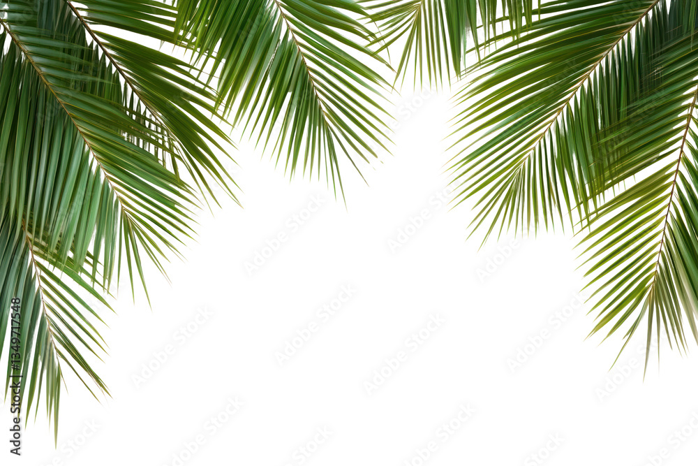 Fototapeta premium PNG Palm leaves frame green leaf background.