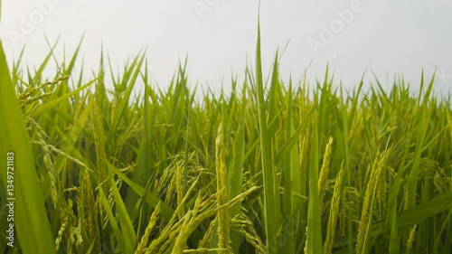 Lush Green Rice Paddy Field Gently Swaying in the Wind