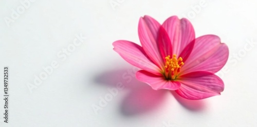 Single flower petal on white background with shadows, photography, blossom