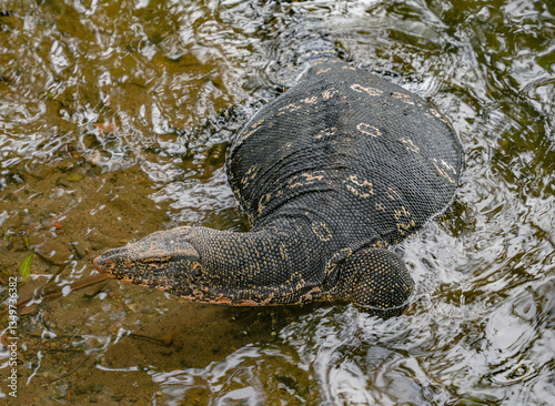 Asian water monitor (Varanus Salvator) in Kandy, Sri Lanka, Asia. The Asian water monitor is native to South and Southeast Asia, being the second-largest lizard species, after the Komodo Dragon.	