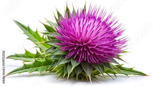 close-up of milk thistle on white background