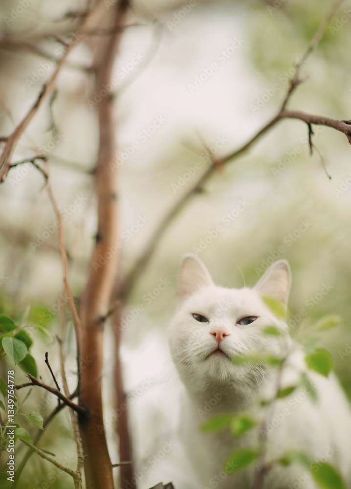 Obraz premium cat on the tree