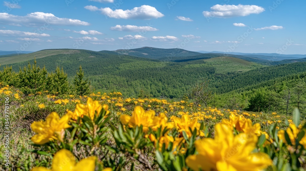Mountaintop Bloom Yellow flowers blanket a ridge overlooking a valley of green forests on a sunny day Mountaintop Bloom Yellow flowers blanket a ridge overlooking a valley of green forests on a sunny day