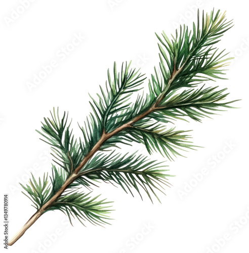 PNG Pine branch illustration watercolor realistic.