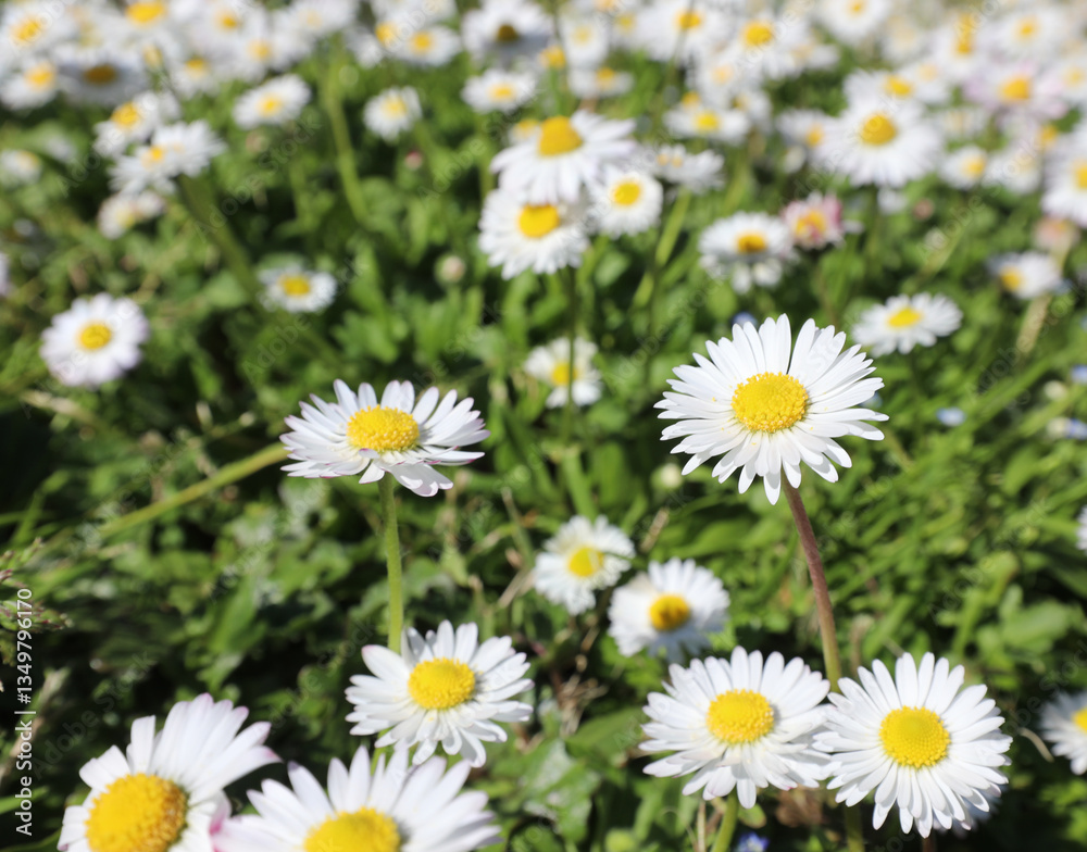 close-up of daisies and blooming daisy flowers in spring close-up of daisies and blooming daisy flowers in spring