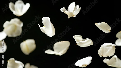 Seamless loop animation background of white rose petals floating in the air against a dark backdrop
