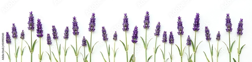 Obraz premium A few sprigs of lavender isolated on white background, green, simple