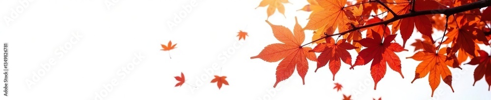 Branch of maple tree isolated on white background with fog, maple, foliage Branch of maple tree isolated on white background with fog, maple, foliage