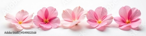 Delicate flower petals unfolded on a pure white surface, simplicity, petal, nature
