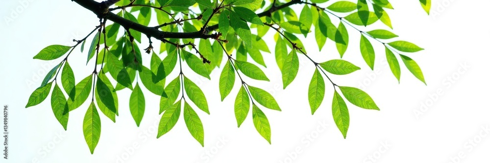 Obraz premium Branches of willow tree isolated on white background, branches, leafy greens