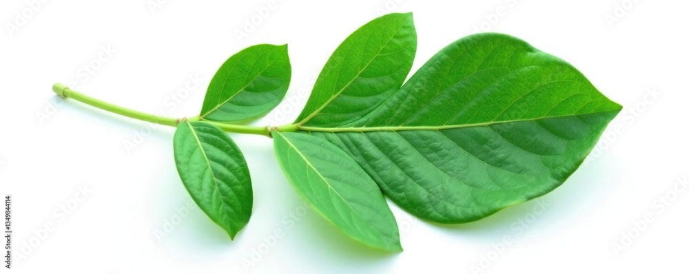 Fototapeta premium Large eucalyptus leaf isolated on white background texture, eucalyptus, trees, greenery