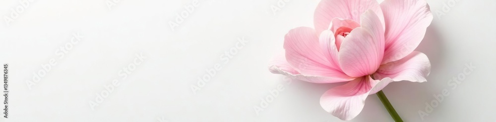 Delicate petals unfurl on a pure white canvas, flower, nature, white background Delicate petals unfurl on a pure white canvas, flower, nature, white background