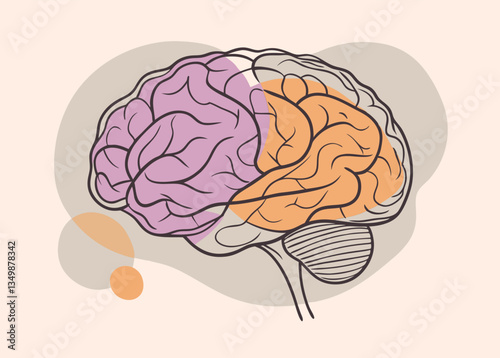 Human Brain Anatomy Illustration. Exploring the Cerebrum and Cerebellum