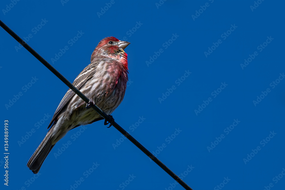 House Finch (Haemorhous mexicanus) Perching