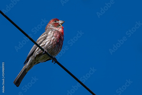 Obraz na płótnie House Finch (Haemorhous mexicanus) Perching w salonie
