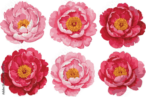 Watercolor Peonies Cluster, Pink and Red Floral Blooms, Detailed Petals on White Surface