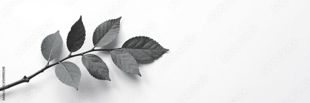Fototapeta premium Dark gray aspen branch isolated on white paper, white paper, gray branch