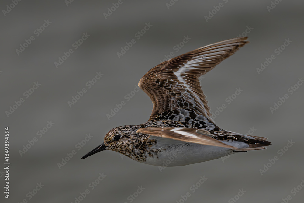 Sanderling (Calidris alba) in Flight in the Olympic National Park, WA