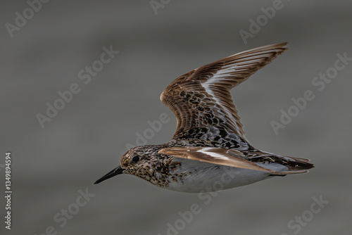 Obraz na płótnie Sanderling (Calidris alba) in Flight in the Olympic National Park, WA w salonie