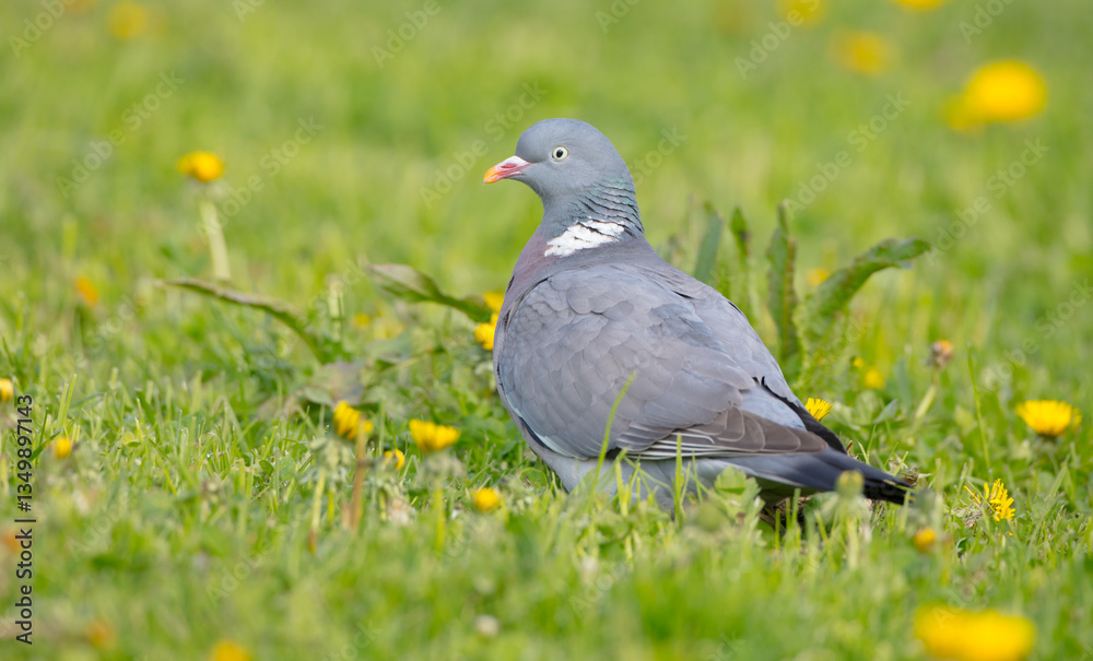 Fototapeta premium Common wood pigeon - in a city park in spring 