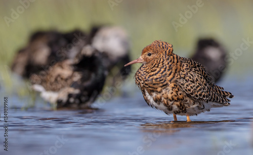 Ruff - male bird at a wetland on the mating season in spring photo
