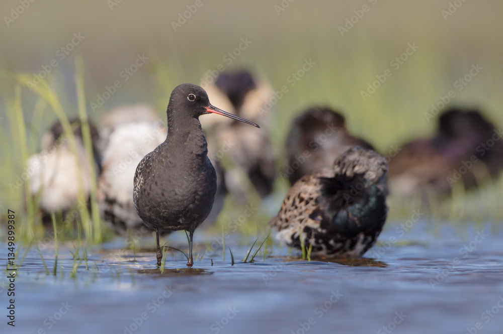 Spotted redshank - in spring feeding at wetland on the migration way Spotted redshank - in spring feeding at wetland on the migration way