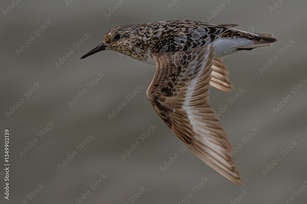 Sanderling (Calidris alba) in Flight in the Olympic National Park, WA