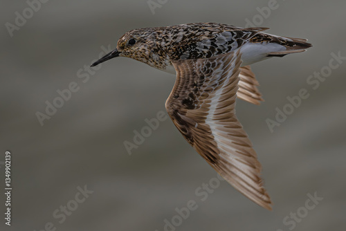 Sanderling (Calidris alba) in Flight in the Olympic National Park, WA