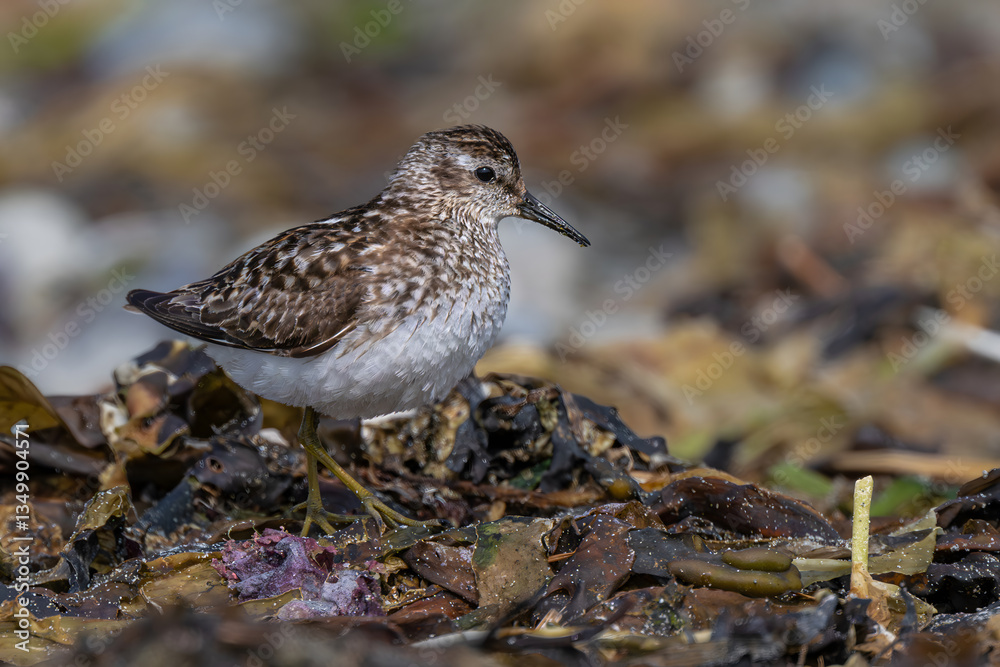 Sanderling (Calidris alba) in the Olympic National Park, WA
