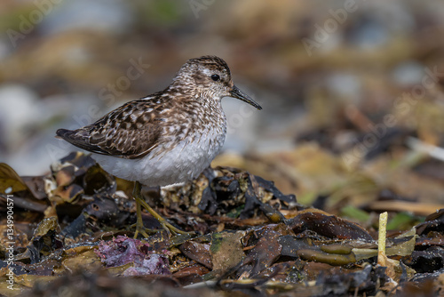 Obraz na płótnie Sanderling (Calidris alba) in the Olympic National Park, WA w salonie