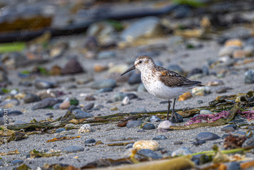 Sanderling (Calidris alba) in the Olympic National Park, WA