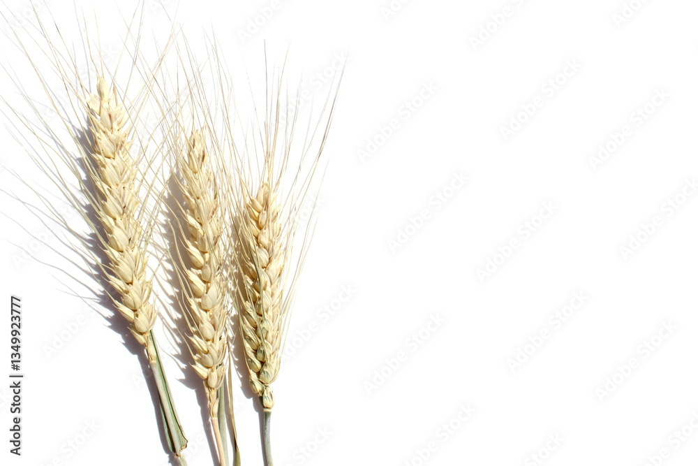 There are many ears of wheat lying on a white background. There are many ears of wheat lying on a white background.