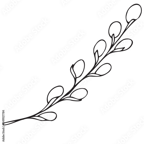 spring easter traditional fluffy pussy willow branches, beginning of spring, vector isolated design element, hand drawn doodle element, coloring book