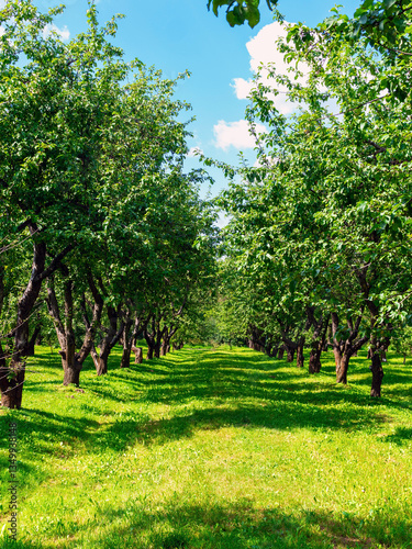 Apple orchards in summer on a sunny day
