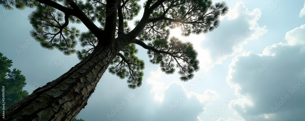 Fototapeta premium Tree trunk and branches stretch towards a grey sky, woodsy, cloud