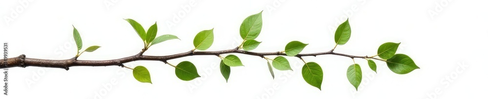 Naklejka premium Twisted branch with leaves isolated on white background, landscape, botanical