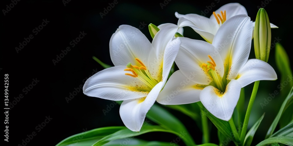 Fototapeta premium White lilies blooming elegantly on dark background